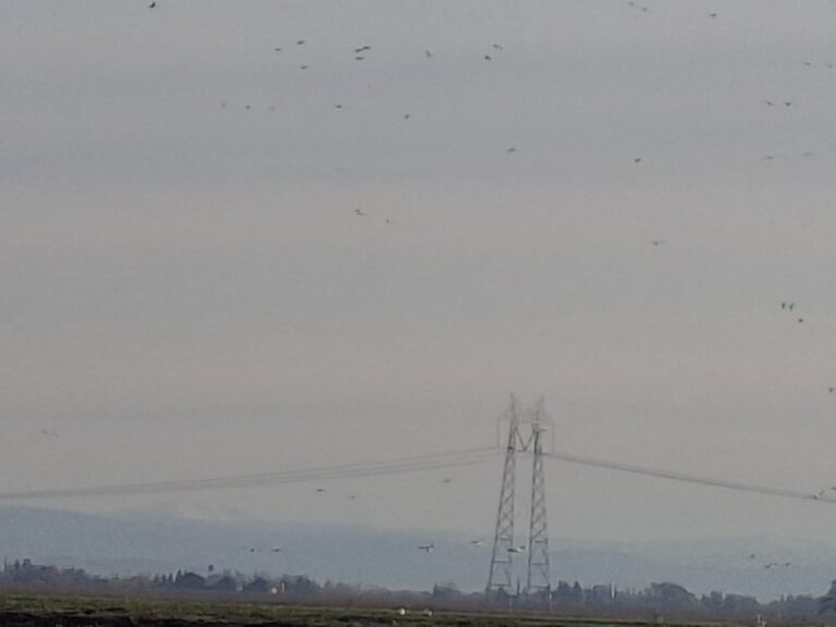 Greg Damitz – 2026-01-10