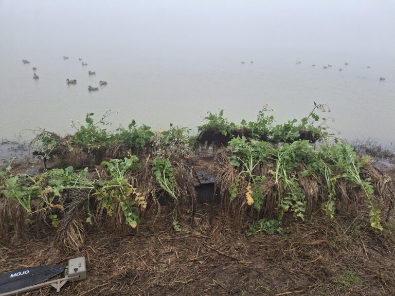 Greg Damitz – 2026-01-18