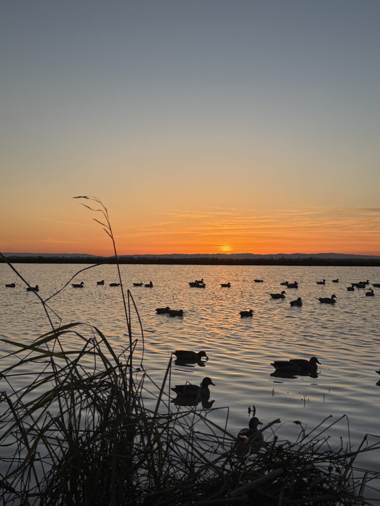 Scott Elliot – 2026-01-28